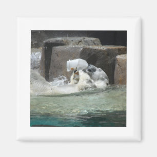 Aimant Ours polaires