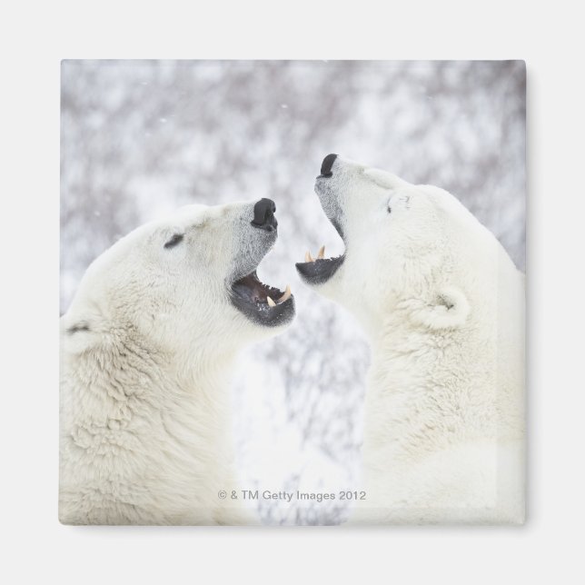 Aimant Ours polaires jouant dans la neige (Devant)