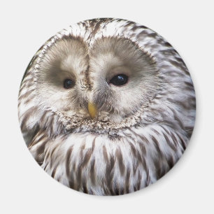 AIMANT OWLS