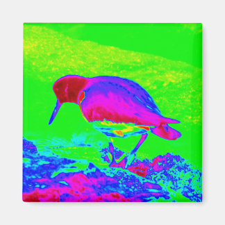 Aimant Oyster Catcher