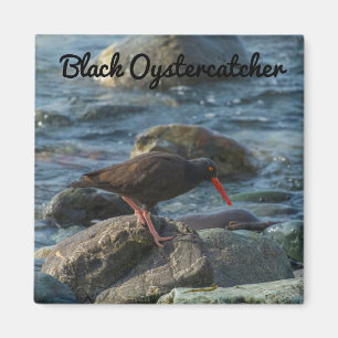 Aimant Oystercatcher noir