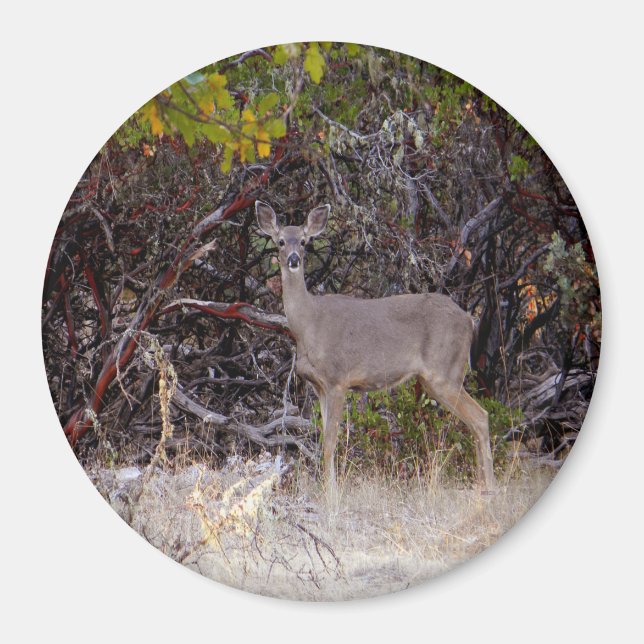 Aimant Pacifiquement.... (Devant)