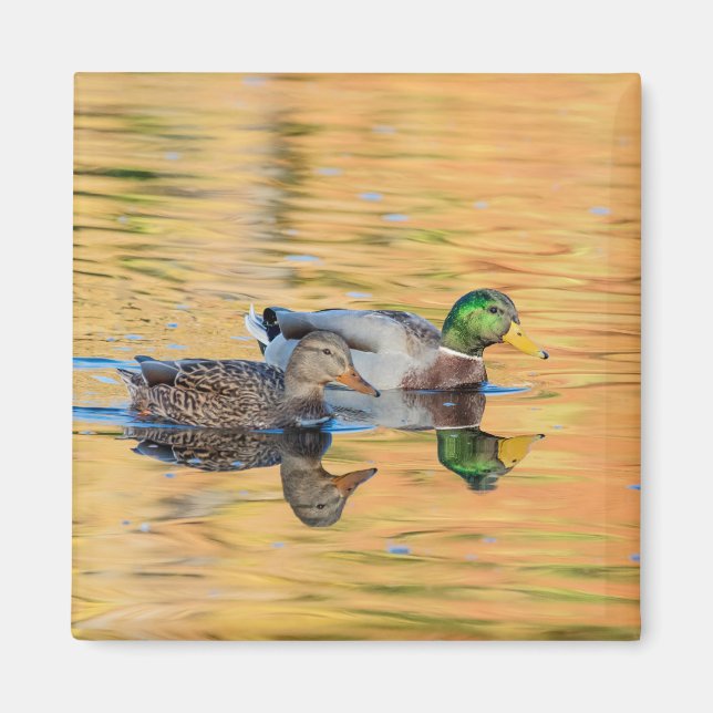 Aimant Paire de Mallards (Devant)