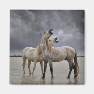 Aimant Paire d'étalons de chevaux de Camargue, sud de la 