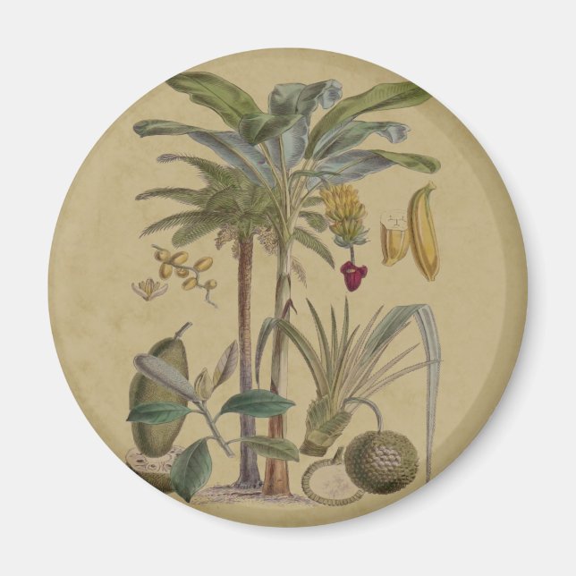 Aimant Palm Antique Fruit Tropical Art Botanique (Devant)