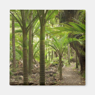 Aimant Palmiers Nikau, Heaphy Track, près de Karamea,
