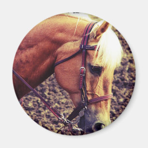 Aimant Palomino occidental