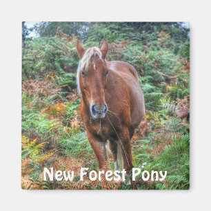 Aimant Palomino sauvage New Forest Pony & Bracken - Angle