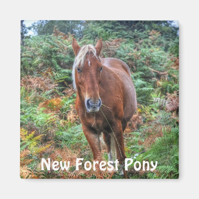 Aimant Palomino sauvage New Forest Pony & Bracken - Angle (Devant)