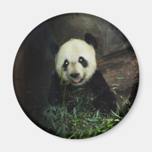 Aimant Panda