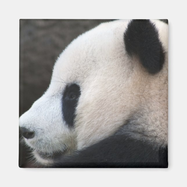 Aimant Panda (Devant)