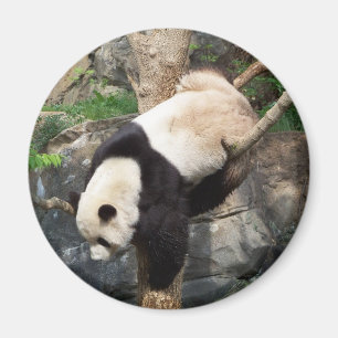 Aimant Panda géant grimpant vers le bas à l'arbre