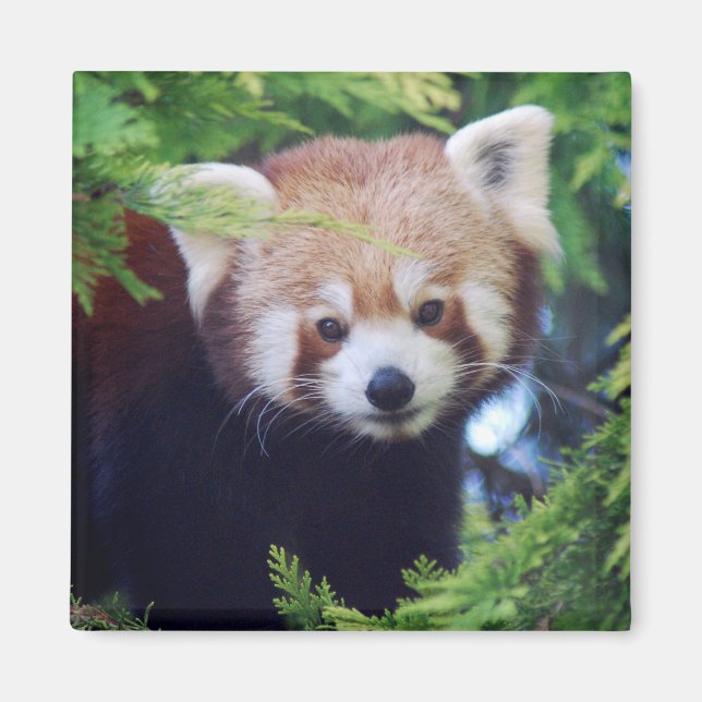 Aimant Panda rouge (Devant)