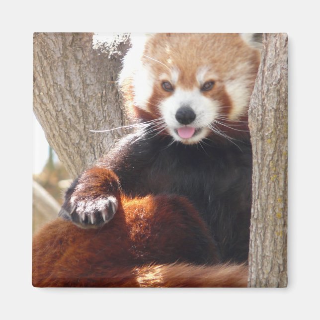 Aimant panda rouge (Devant)