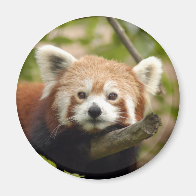 Aimant panda-rouge-005 (Devant)