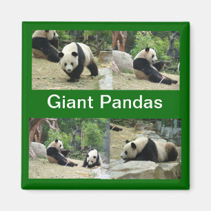 Aimant pandas géants