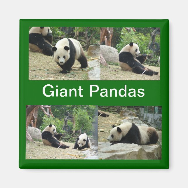 Aimant pandas géants (Devant)