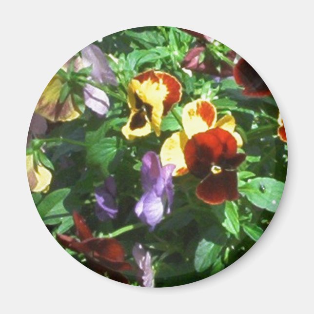 Aimant Pansies (Devant)
