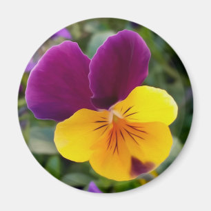 Aimant Pansies lumineuses