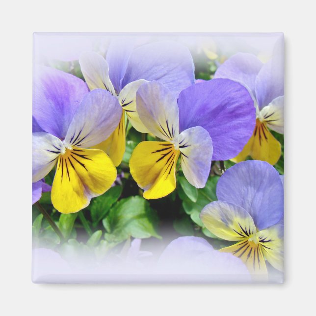 Aimant Pansies - violet et jaune (Devant)