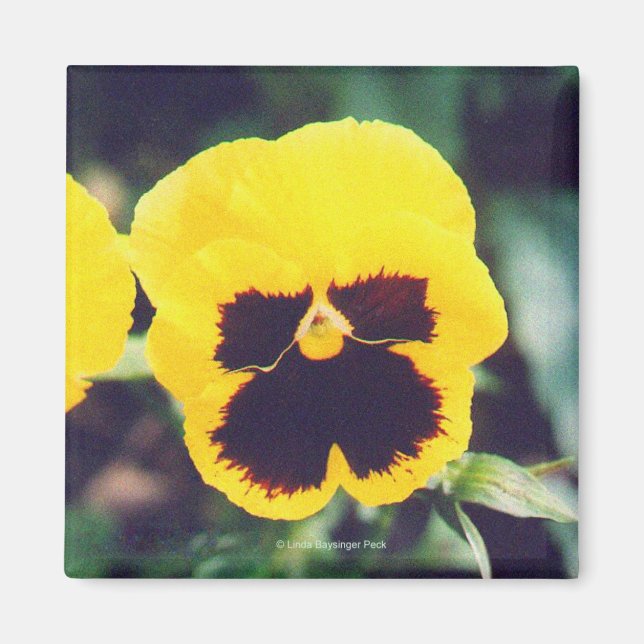 Aimant Pansy jaune (Devant)