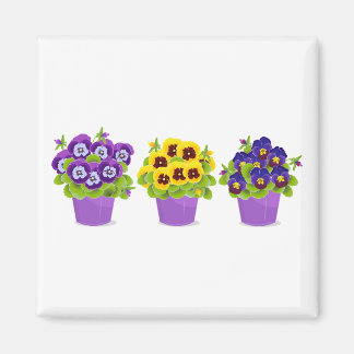 Aimant Pansy, Pansies, Garden