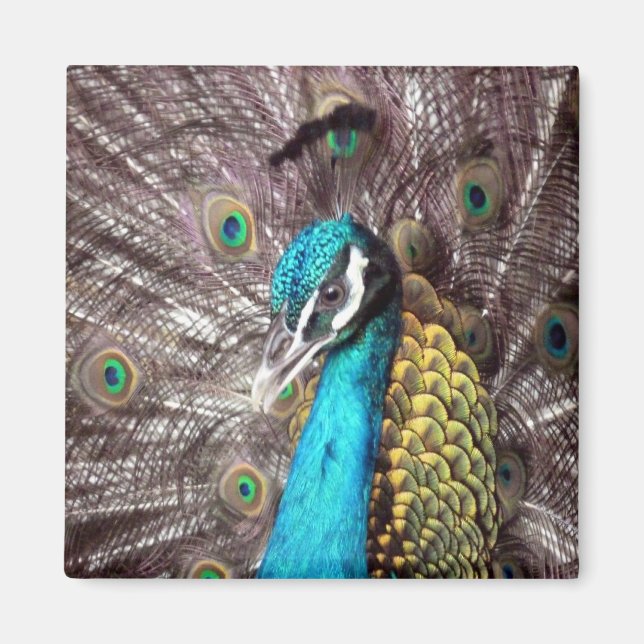 Aimant paon (Devant)