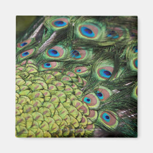 Aimant Paon masculin (cristatus de Pavo) montrant la