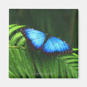 Aimant papillon