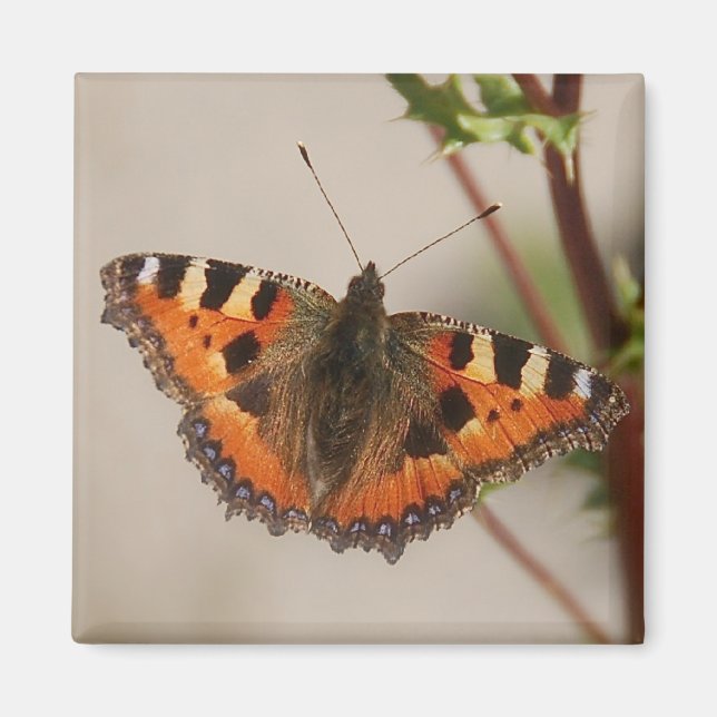 Aimant Papillon (Devant)