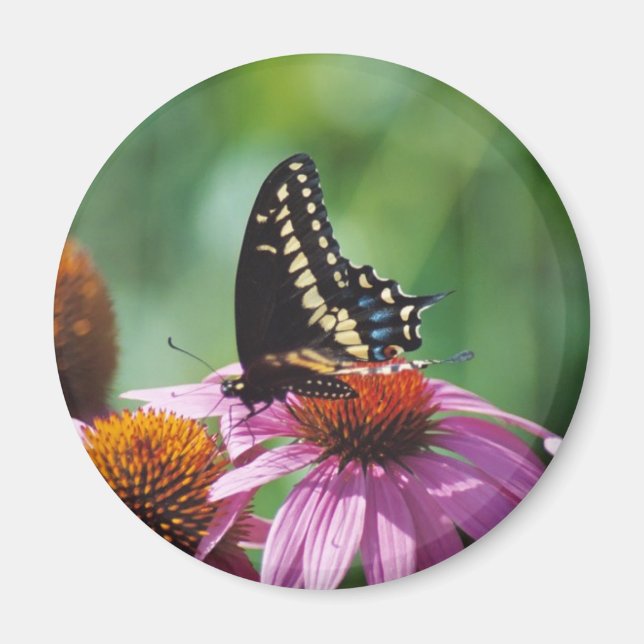 Aimant Papillon (Devant)