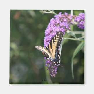 Aimant papillon