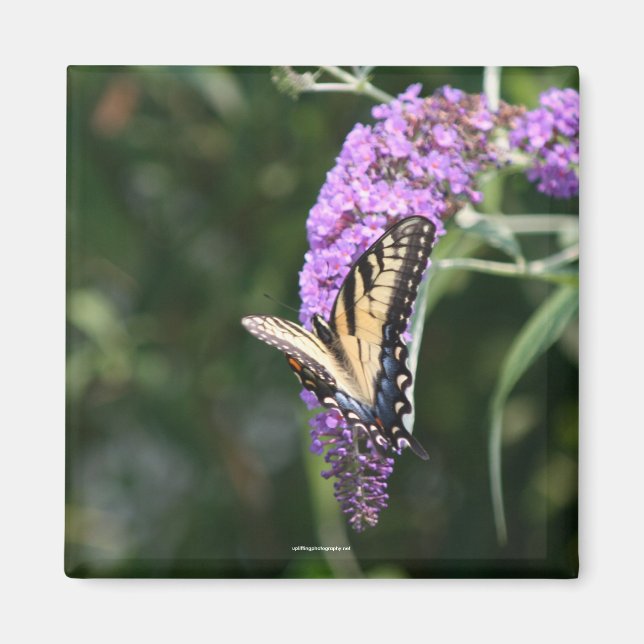 Aimant papillon (Devant)