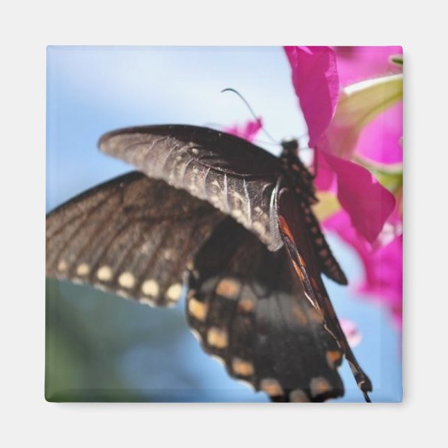 Aimant papillon (Devant)