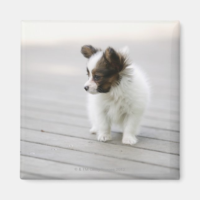 Aimant Papillon (Devant)