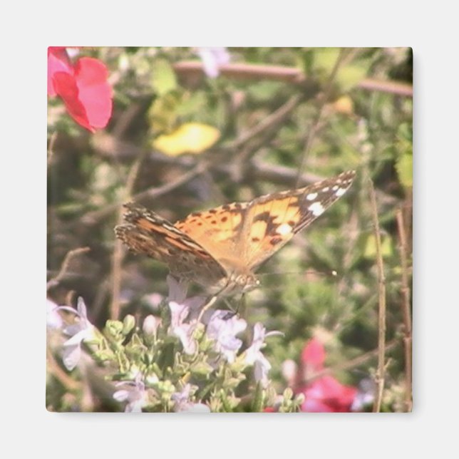Aimant Papillon (Devant)