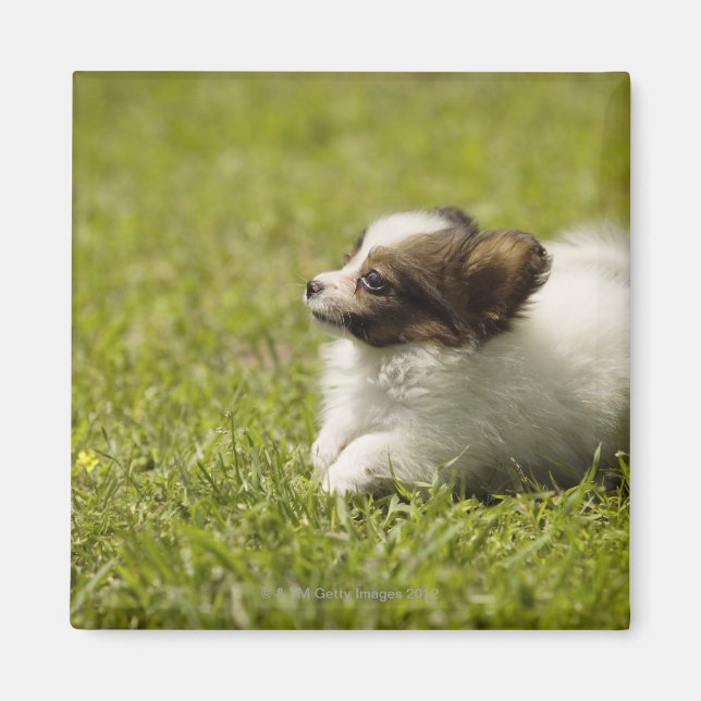 Aimant Papillon 2 (Devant)