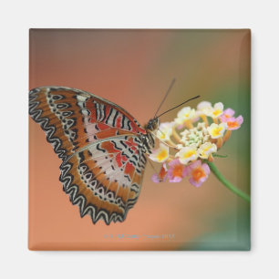 Aimant papillon 2