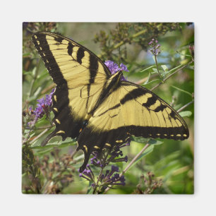 Aimant Papillon à queue d'aronde sur Buddleia
