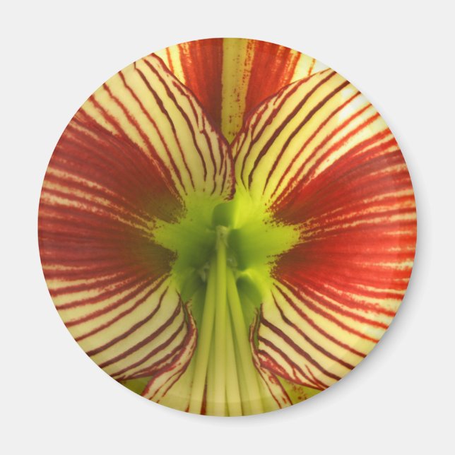 Aimant Papillon Amaryllis (Devant)