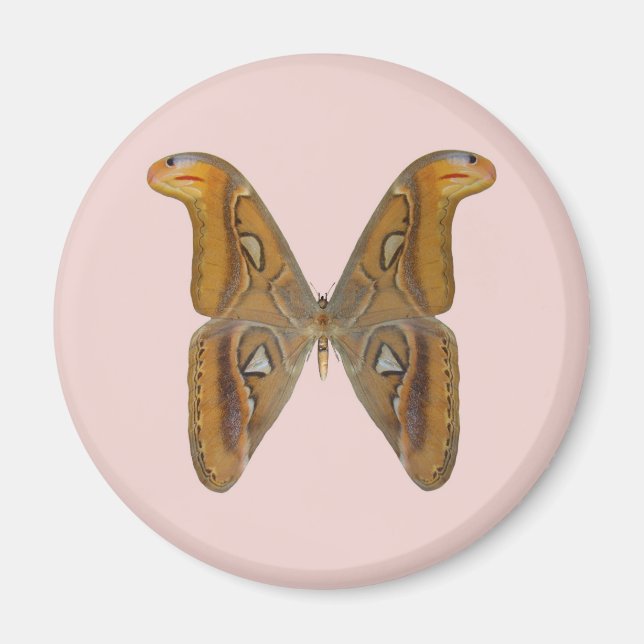 Aimant Papillon Atlas (Devant)