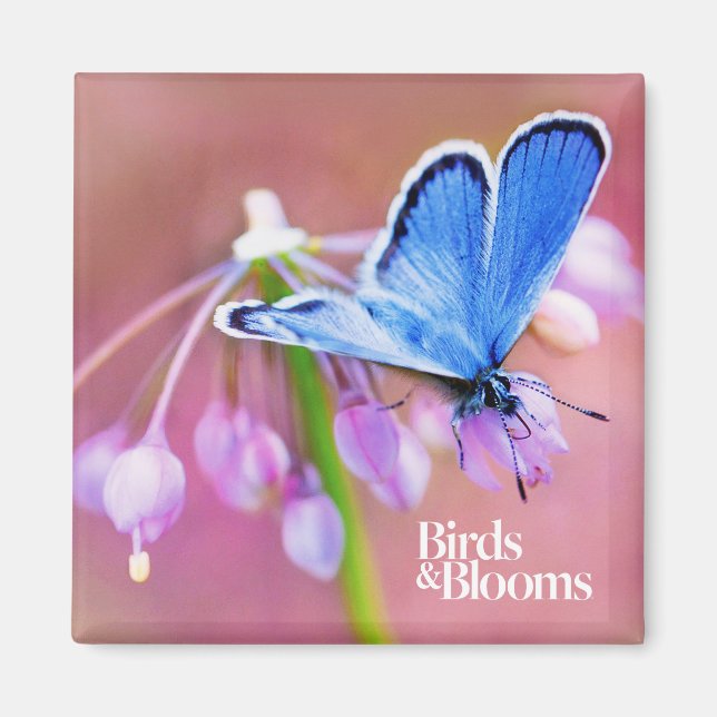 Aimant Papillon Azure (Devant)