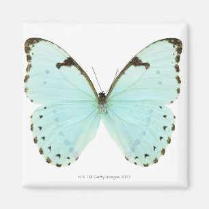 Aimant Papillon blanc