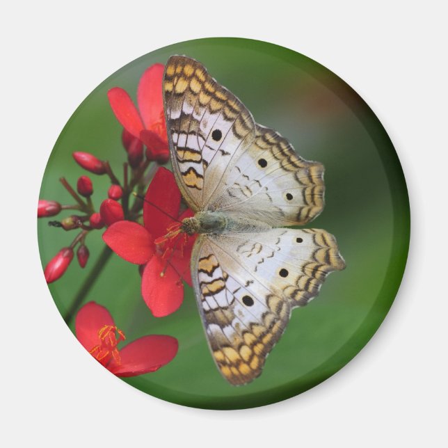Aimant Papillon blanc Peacock photo florale (Devant)