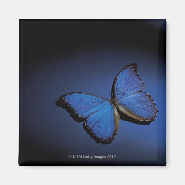 Aimant Papillon bleu (Devant)
