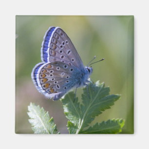 Aimant papillon bleu