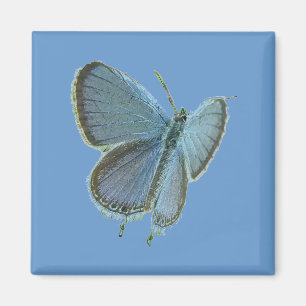 Aimant Papillon bleu à queue orientale