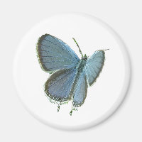Papillon bleu à queue orientale