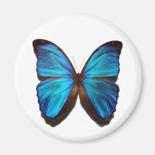 Aimant Papillon bleu Morpho