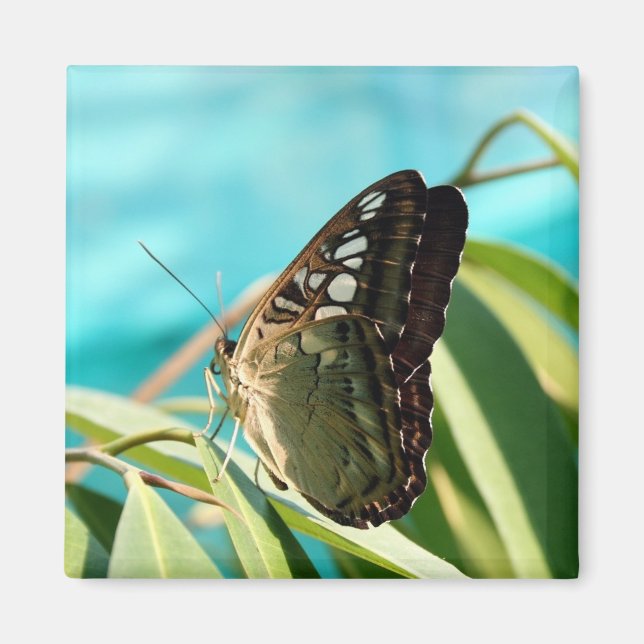 Aimant Papillon Brown - Ailes fermées (Devant)